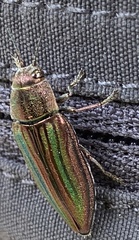 Buprestis striata