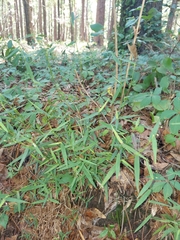 Dichanthelium patulum