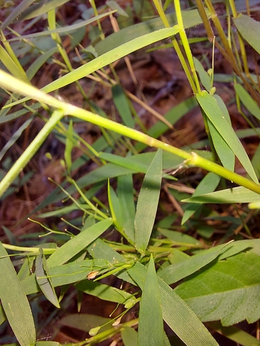 Image of Dichanthelium patulum by (c) Athena Philips, some rights reserved (CC BY)