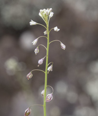 Thysanocarpus curvipes