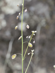 Thysanocarpus curvipes