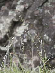 Thysanocarpus curvipes