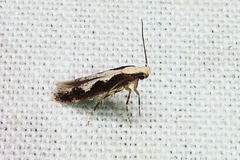 Agnippe prunifoliella