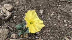 Oenothera brachycarpa
