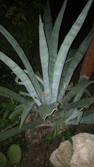 Agave tequilana