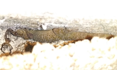 Phyllodactylus