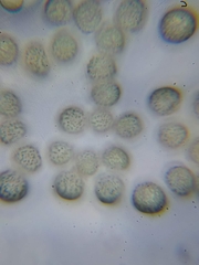 Trichia crateriformis