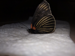 Chlosyne ehrenbergii