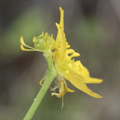 Ranunculus canus