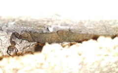 Phyllodactylus
