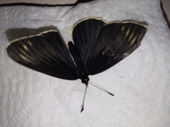 Chlosyne ehrenbergii