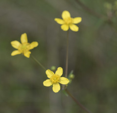 Ranunculus canus