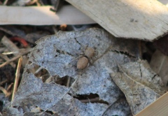 Habronattus forticulus