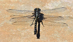 Phanogomphus borealis