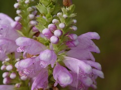 Physostegia digitalis