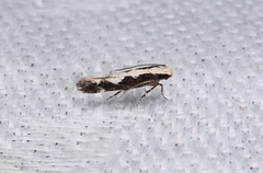 Agnippe prunifoliella