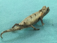 Brookesia brygooi