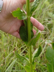 Physostegia digitalis
