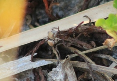 Habronattus forticulus