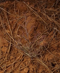 Cordylanthus pringlei