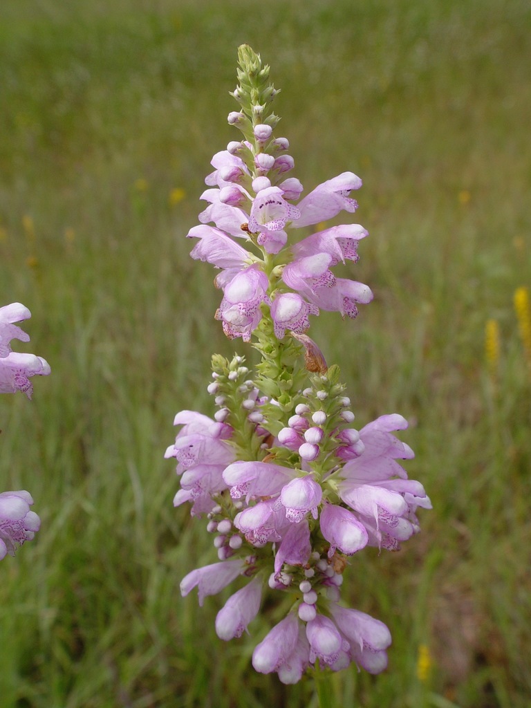 Finger False Dragonhead
