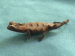 Brookesia brygooi