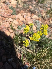 Draba streptocarpa