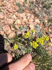 Draba streptocarpa