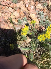Draba streptocarpa
