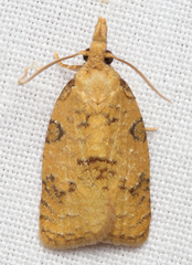 Cenopis saracana