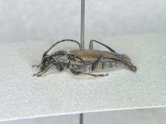 Brachyleptura circumdata