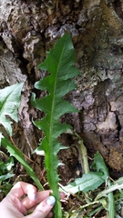 Taraxacum officinale