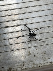 Latrodectus variolus