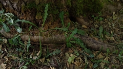 Taraxacum officinale