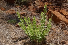 Brickellia greenei