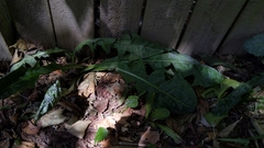 Taraxacum officinale