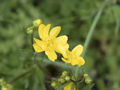 Ranunculus canus