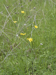 Ranunculus canus