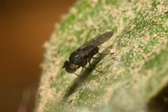 Scatella