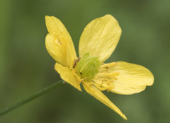 Ranunculus canus