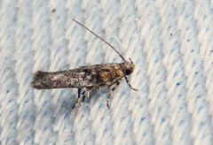 Agnippe biscolorella