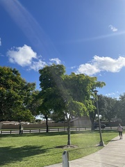 Gonopterodendron arboreum