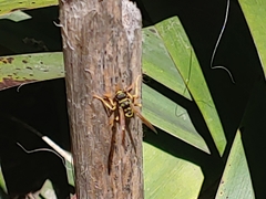 Polistes dominula