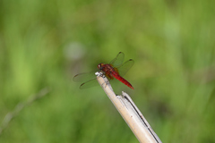 Crocothemis servilia mariannae