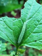 Anthocharis cardamines