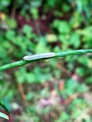 Anthocharis cardamines