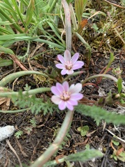 Lewisia pygmaea