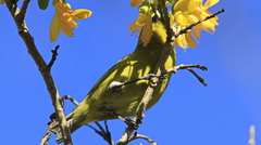 Chlorodrepanis virens