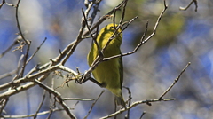 Chlorodrepanis virens