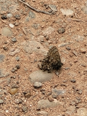Callophrys lanoraieensis